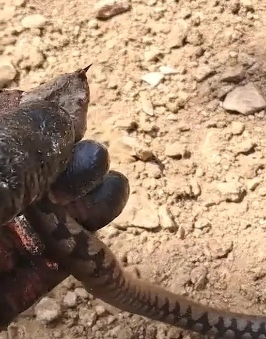 Tek Bir Isırığı Öldürmeye Yetiyor! Türkiye’de Görüldü…